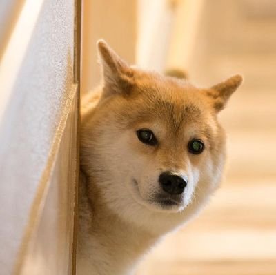 godwin11's profile picture. 