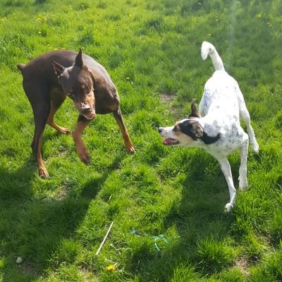 MAlgorith's profile picture. I hate Nuno Oliveira AKA friendlysmok3r AKA lt6Smok3r