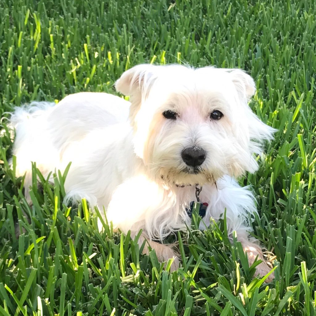 Lembalade's profile picture. Houston Dynamo and Dash fan.