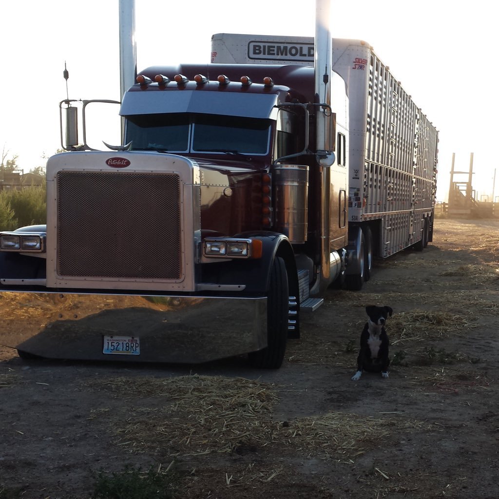 stickhorse105's profile picture. 