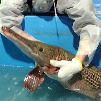 SSH→生物環境科学→カワバタモロコの研究マン・なごビオ水辺の生きもの部会・ビオトープ管理士(施工・2級)・騎空士360・最近タナゴに目覚めた・とある水族館でボランティアスタッフしてます。 撮影写真の無断転載禁止