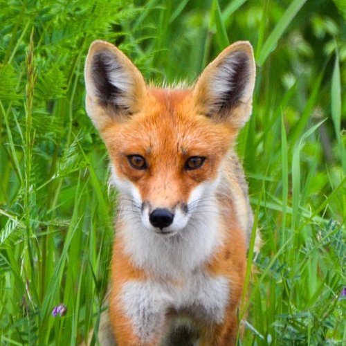 Please keep AND enforce the fox hunting ban. Prior to the fox hunting ban between 21,000 and 25,000 foxes were killed each year! #Fox #Hunting #Ban