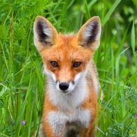 Auntie Fox (@the_auntie_fox) 's Twitter Profile