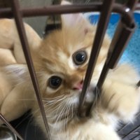 いか (@nfpjp) 's Twitter Profile