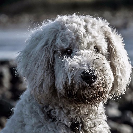 Adopt_Local's profile picture. 