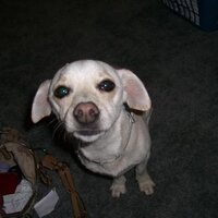 Daphni (@daphni) 's Twitter Profile