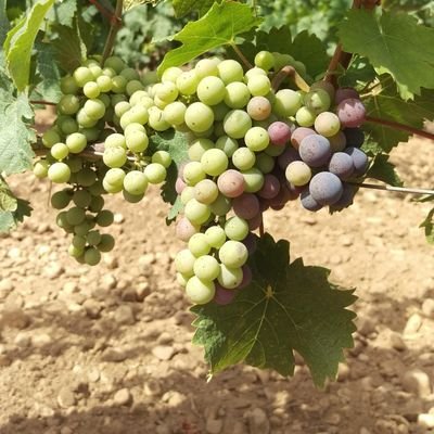 Wine_Not_Wine's profile picture. 