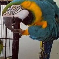 Sebastian B. Macaw (@sebastianbmacaw) 's Twitter Profile