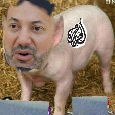 CZEwkHPpcBqvqrB's profile picture. 