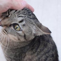 保護猫カフェの可視化の為に2017.2.22設立。行き場のない猫達の譲渡活動や過剰繁殖抑制の為の手術を続けている小さな団体や個人の活動で日本の動物愛護は現状を保っています。保護猫カフェの社会的な認知を広め不幸な猫を1頭でも減らすために2017.6.8一般社団法人を取得しました。