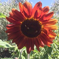 Molly Goodenbour (@bbb15) 's Twitter Profile