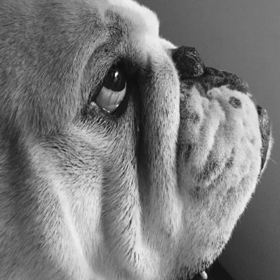 Big Thompson Bulldogs based in Colorado. We love everything about English bulldogs. https://t.co/FjbN6dNMID