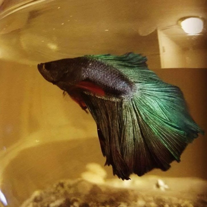 Betta_Tester's profile picture. I was living in a puddle in Cambodian rice field. Now I'm in a 5 gallon planted with views of the six... Entering my 3rd year as a freelance QA tester.