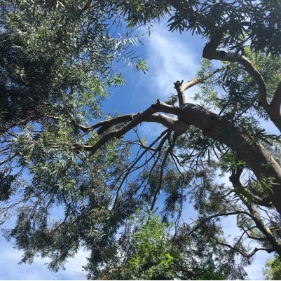 treefriendsUK's profile picture. 