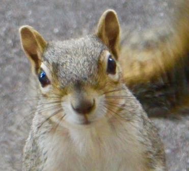 Every day is #Sciuridae!
Most posts by #squirrels! Human caretaker posts end with