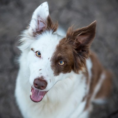 Urban Pet Photographers is a Victoria, BC based team consisting of Brian Speight & Jim McBean.
We specialize in photographing dogs, but not limited to.