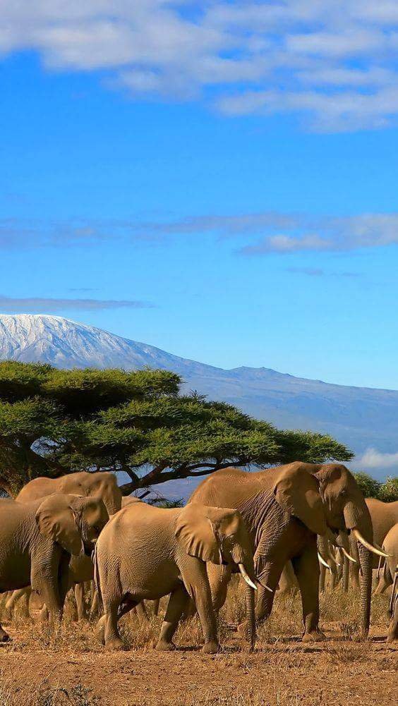 We are tour company, based in kenya.Tour with us for memorable safaris like never before.
