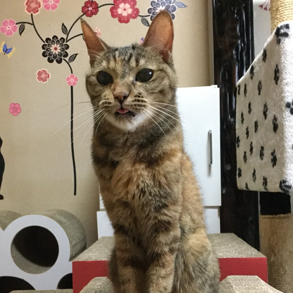 rin_810's profile picture. お芝居／ゲーム／猫