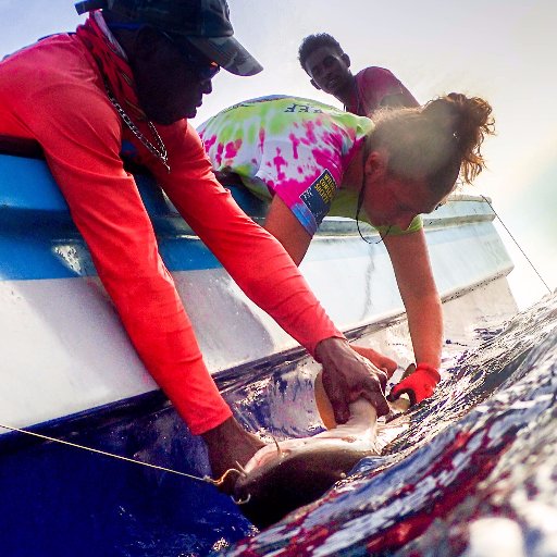 KelleyCMegan's profile picture. PhD student in the Predator Ecology and Conservation Lab at Florida International University studying predator mediated nutrient dynamics. #Ginglymostawesome