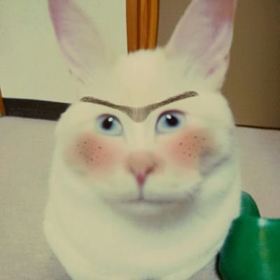 ゆきおです😼
ぼくは8歳笹かま♂
ぼくを溺愛する下僕のかーさん&ぼくの主人であるとーさんとで、親バカ猫生活中🌟
ぼくはお出掛け大好きにゃよ😽
日常の様子をお伝えしてます🐾ヨロシクお願いします😻
🔰無言フォロワーさん大歓迎🔰
🔰無言フォロー失礼致します🔰