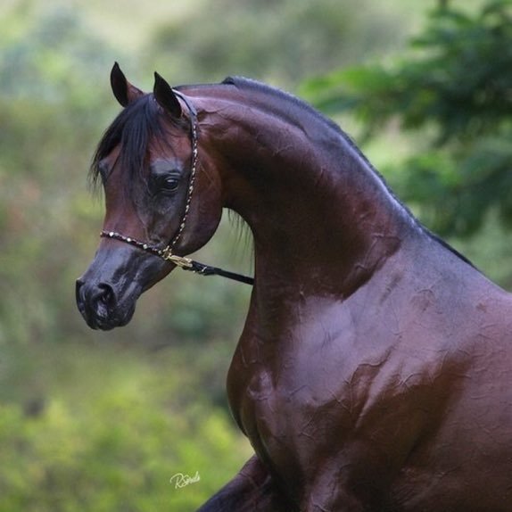 abuaziz2705's profile picture. قالى تعالى (وَأَمَّا مَنْ خَافَ مَقَامَ رَبِّهِ وَنَهَى النَّفْسَ عَنِ الْهَوَى ۝ فَإِنَّ الْجَنَّةَ هِيَ الْمَأْوَى )