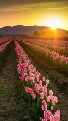 WLPF0XA30XeSrcw's profile picture. 