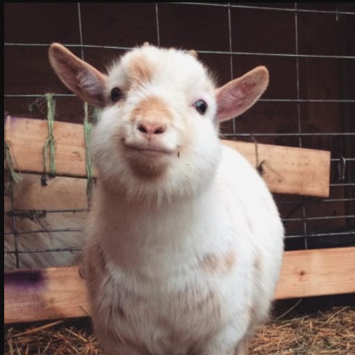 Goats4U's profile picture. goat