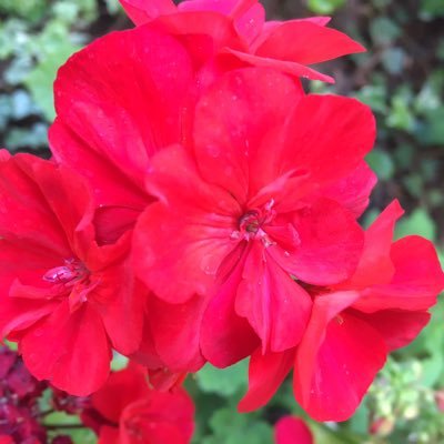 NobetteyizK's profile picture. Ağlayalım-Kerkük için ağlayalım-Eli kolu bağlı-Bir yudum hasa suyuna hasret-Kuşatılmış etrafı demir çemberlerle-Yürekler dağlı-Ses ver Kerkük-Yak içimdeki .....