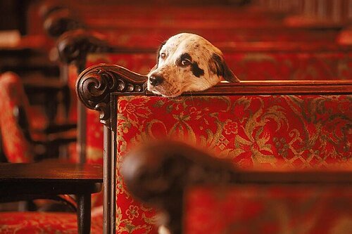 PECORINO is the Italian star model dog of the photographer Toni Anzenberger