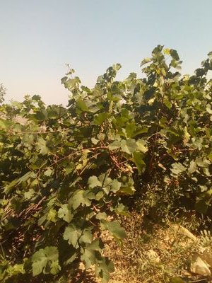 eXPdse86S9jVh56's profile picture. 