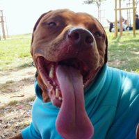 Hayvan Testine Hayir (@hayvandeneyleri) Twitter profile photo