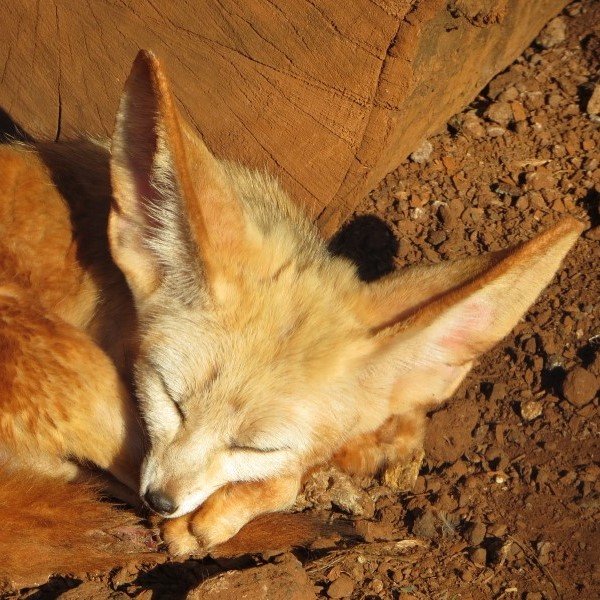 roaming_fox Profile Picture