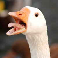 Silly Goose (@sillygoose) 's Twitter Profile
