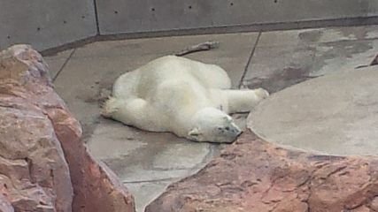 thxforliving's profile picture. 趣味用　周辺B済　成人(20↑)　永久鍵