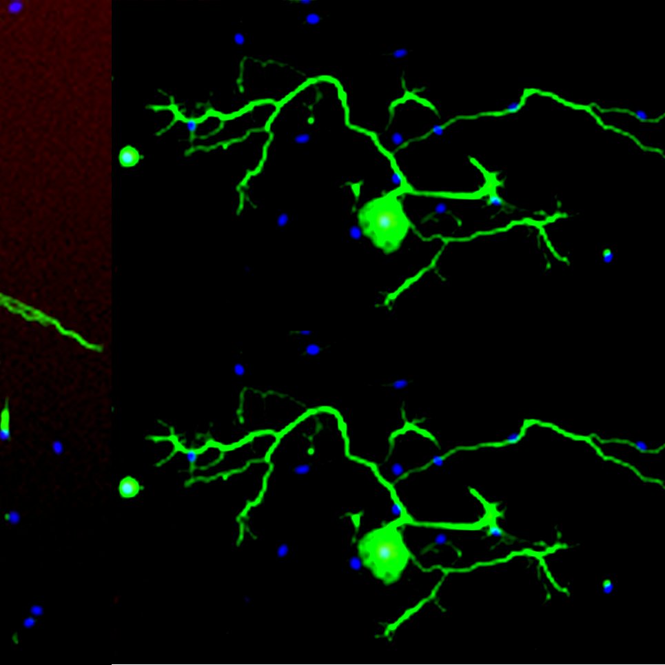 Lerch Lab Profile