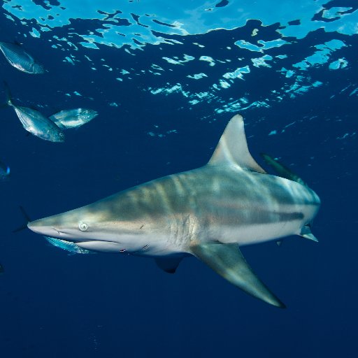 Shark Migration Profile