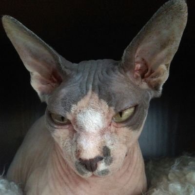 MarioVMsnork's profile picture. Caballeroso y comedido