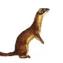 Dreamweasel (@dreamweasel) 's Twitter Profile