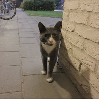 ziyou0506's profile picture. A foreigner, stranger and outsider in the NL