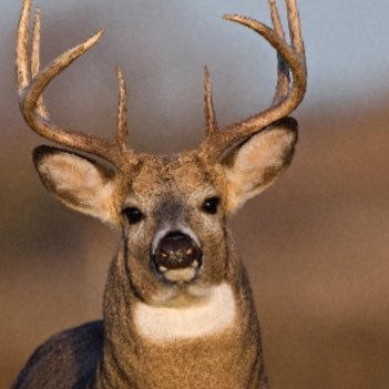 I hunt deer buddy