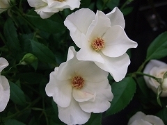 salondebouquet's profile picture. 花屋をしています。四季折々のお花の事、日々の出来事など、つぶやいていけたらと思います。料理・スイーツも大好きです。