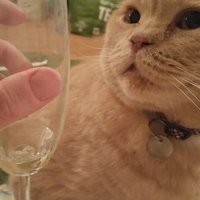 CHogger (@ucyocho) 's Twitter Profile Photo CHogger (@ucyocho) 's Twitter Profile Photo