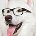 Dog Explains Things (@dog_splaining) Twitter profile photo Dog Explains Things (@dog_splaining) Twitter profile photo