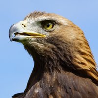 GoldenEagleTrust(@eagle_trust) 's Twitter Profile Photo