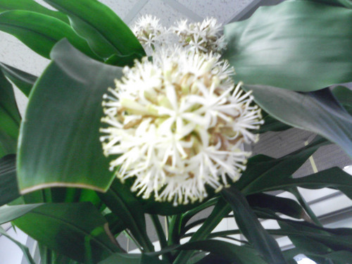 VoiceLand's profile picture. 