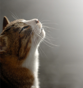 sisi10574's profile picture. 