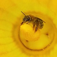 Lopez-Uribe Lab (@lopezuribelab) 's Twitter Profile