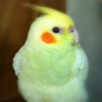 さんじぇるまん (@hatsushimosan) 's Twitter Profile Photo さんじぇるまん (@hatsushimosan) 's Twitter Profile Photo