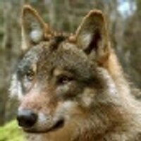 Václav Kerber (@sgs_sarge) 's Twitter Profile