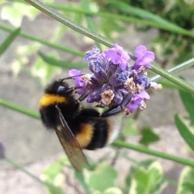 Happy hedgewitch and hunter of tasty hedgerow treats, remedies and ingredients for homemade wine🍷Retweets not necessarily endorsements! #pwMECFs